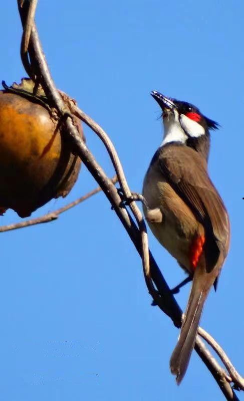 舔鸟图片,揭秘舔鸟的独特生存智慧