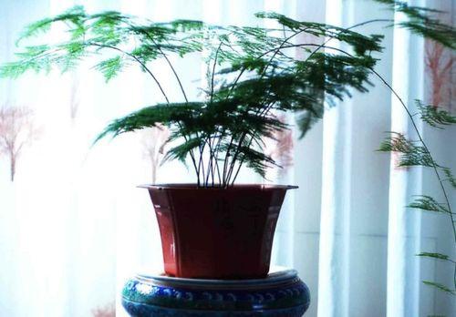 文竹个人资料,才华横溢的文艺新星，揭秘其成长历程与艺术魅力